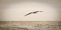 outhern Royal Albatross