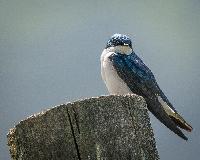 tree swallow
