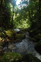 Atlantic Rainforest