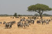 Serengeti