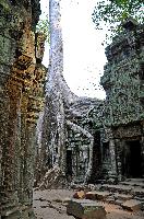 Ta Prohm Temple Trees