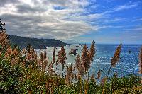 The Pampas